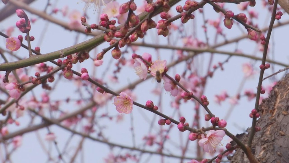 武汉市花已上线赏梅选在家门口