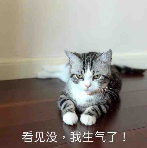 发给对象的猫猫头表情包哥哥你逃不掉啦