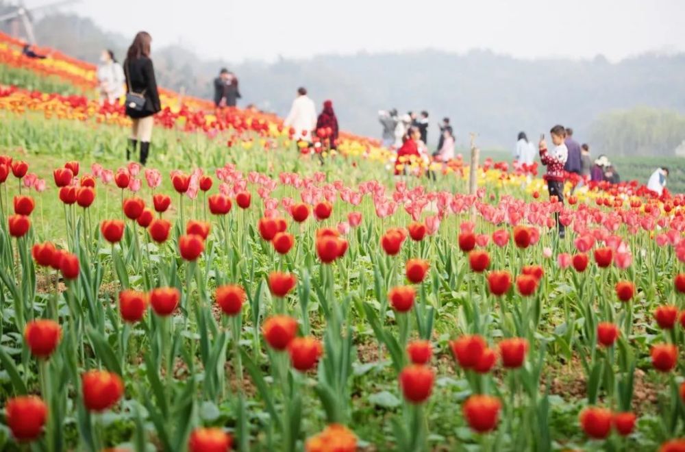 春节近郊游推荐到泸州花田酒地景区赏花游乐迎新春免票赠票福袋祈福