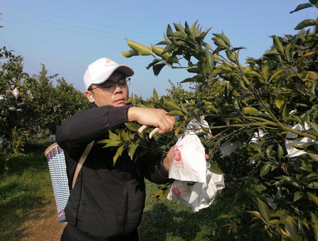 當前,梓潼縣2萬畝耙耙柑進入成熟期,空氣中瀰漫著柑橘特有的芬芳.