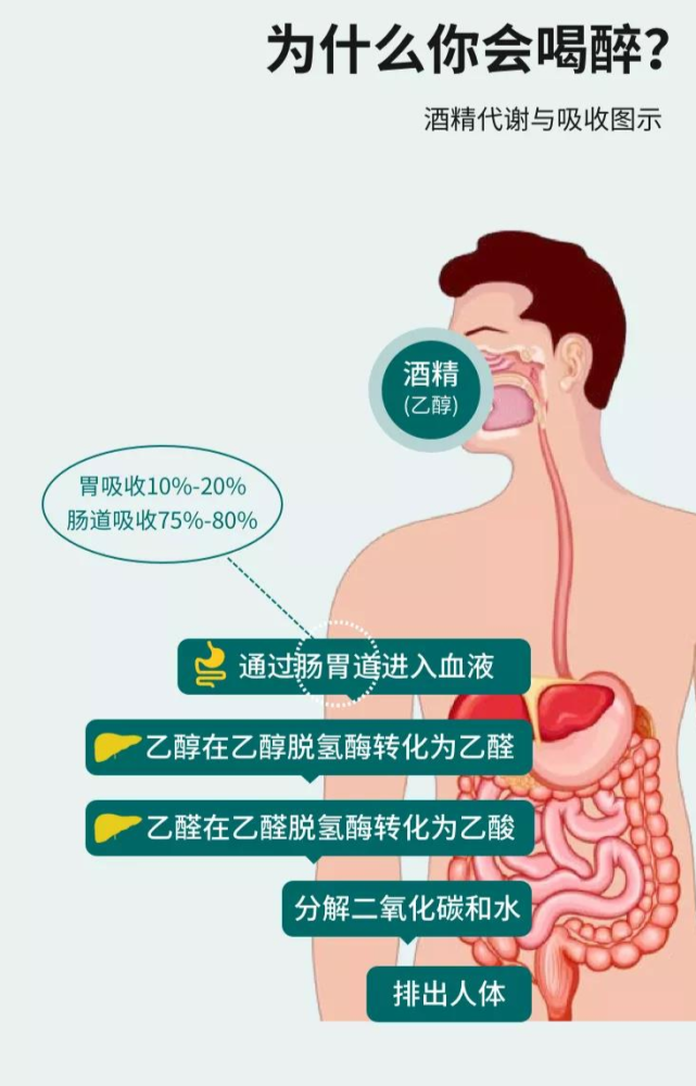 酒精對人體的傷害有沒有性別之分