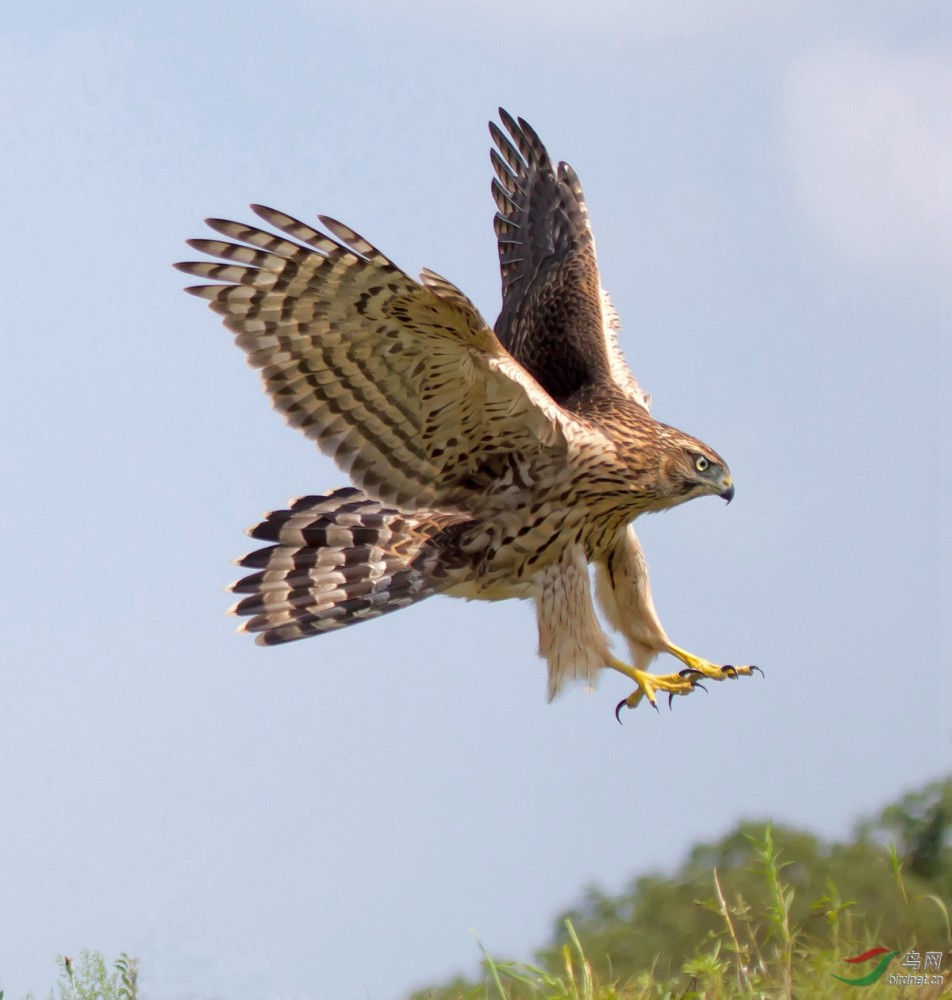 澳美两大毒蛇来袭,新疆雄鹰迎战,捍卫美丽家乡!_腾讯新闻