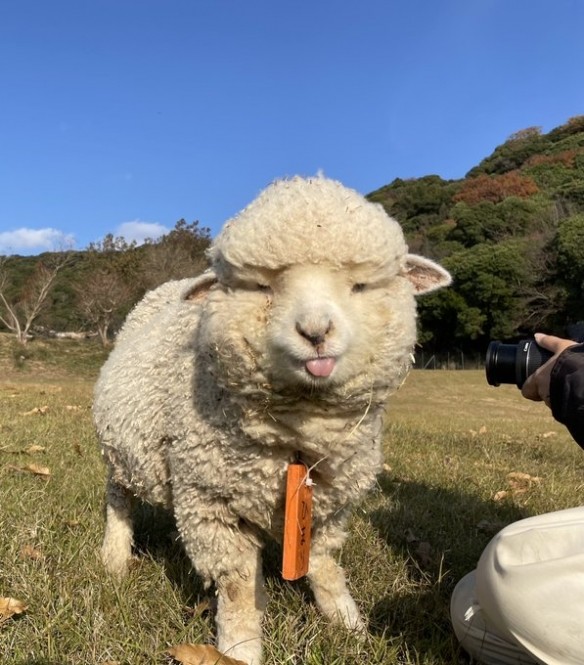 ▼这只羊咩咩拍照超喜欢吐舌头～虽然今年不是羊年,不过这些可爱的