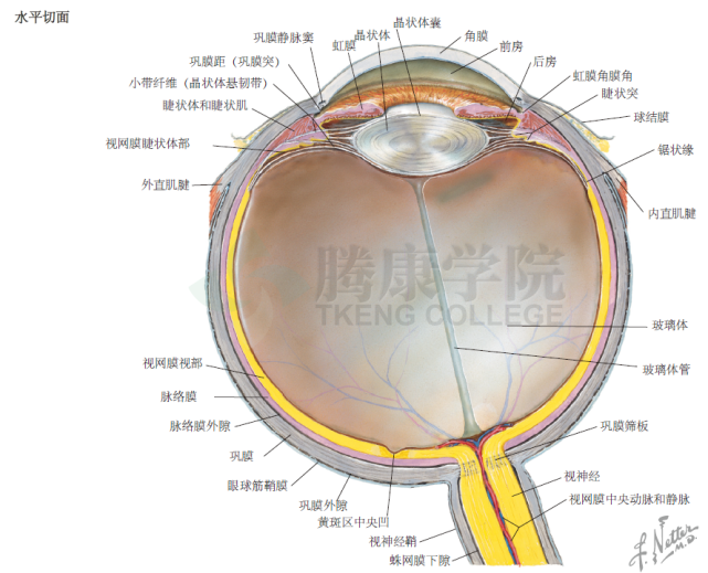 神经解剖学|眼球的解剖