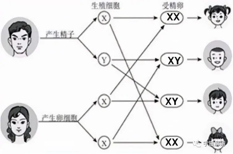 男生染色體是xy女生的是xx那染色體是yy的人又會是啥樣的呢