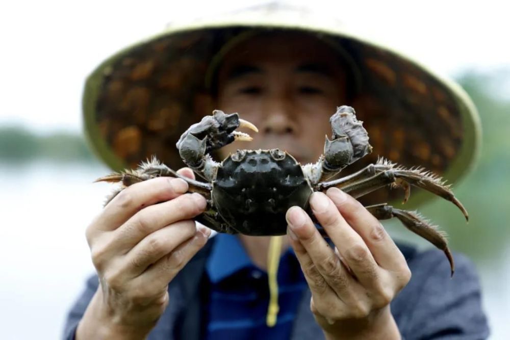 苦命的阳澄湖：为什么大闸蟹不如以前好吃了？