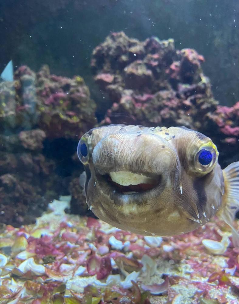 英国一只豪猪河豚鱼门牙太长影响进食主人为其找牙医进行手术