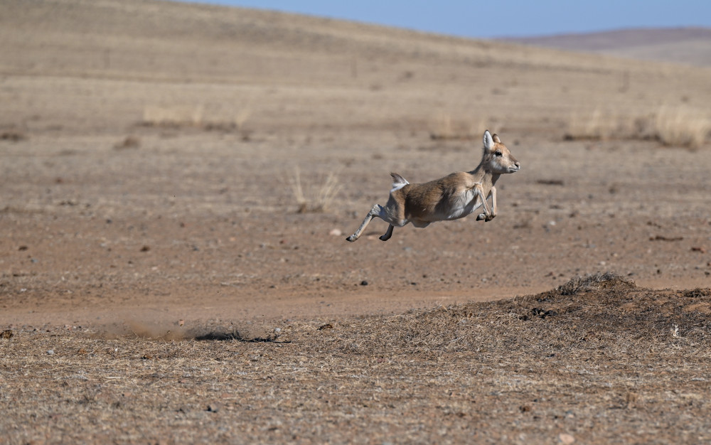 (环境)黄羊"妈妈"乌伊汗:守护草原精灵_腾讯新闻