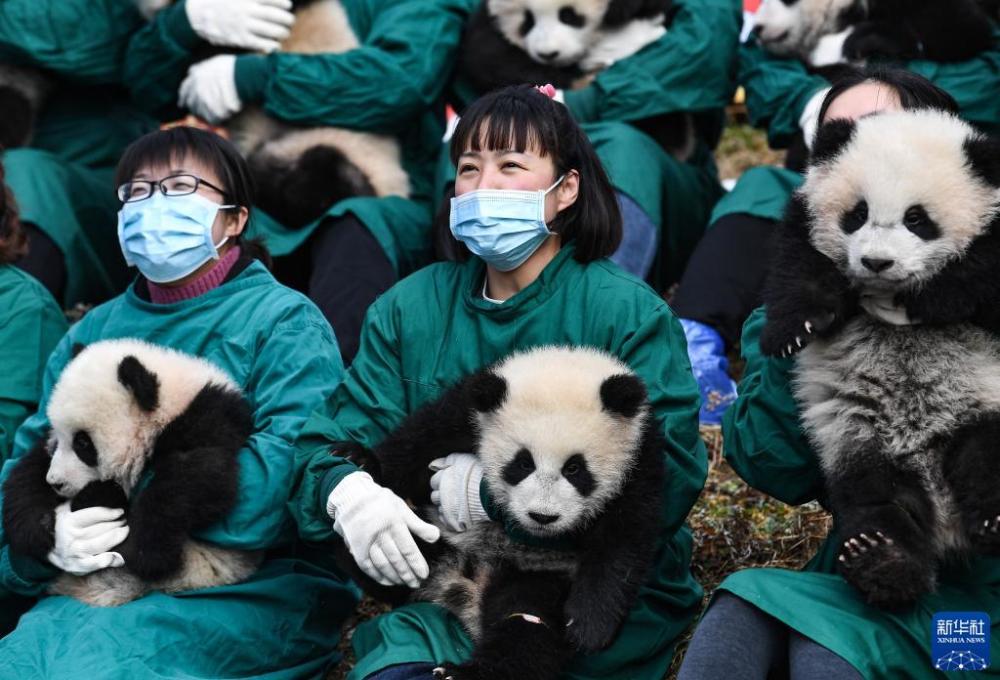 中国大熊猫保护研究中心：20只熊猫宝宝集体亮相贺新春_腾讯新闻