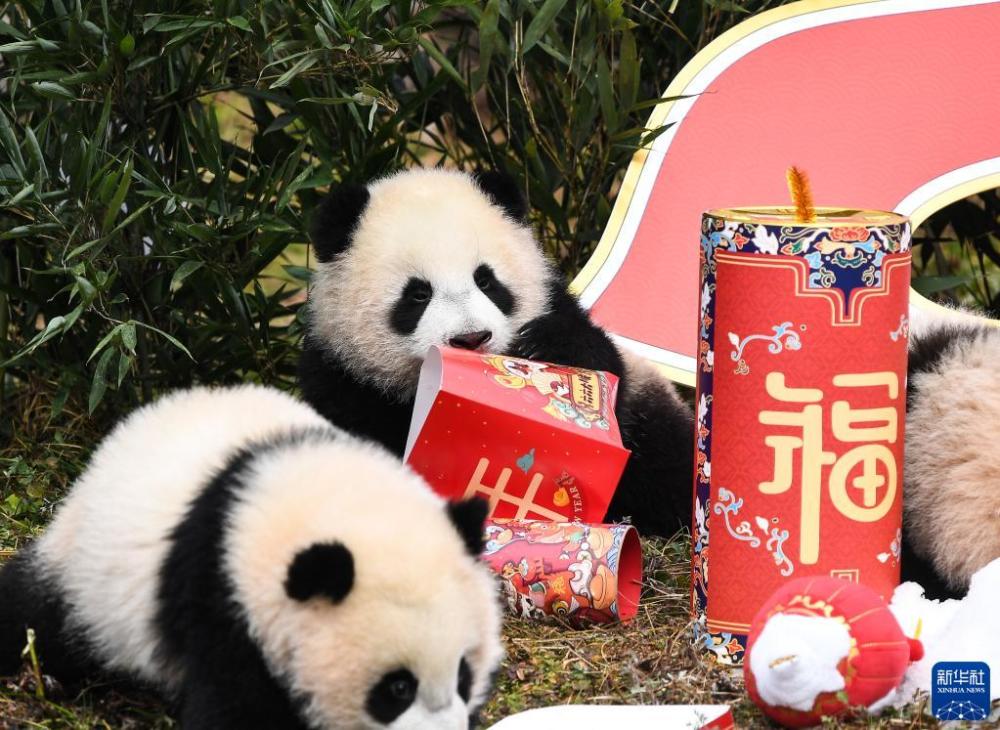 中国大熊猫保护研究中心：20只熊猫宝宝集体亮相贺新春_腾讯新闻