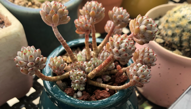 多肉蓝豆小巧精致注意这5点将很快长爆盆人人夸美