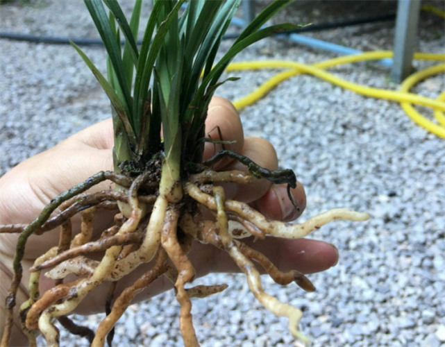 兰花空根有3大原因干旱虫害根腐找到问题才能精准治疗