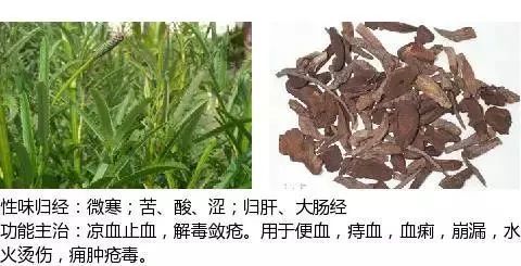 501箇中草藥圖譜附主治功效