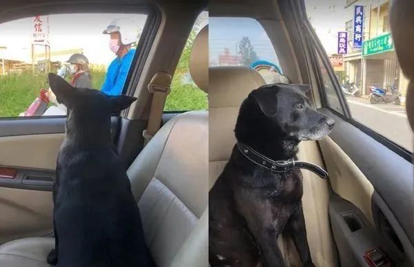 黏妈妈出门上班 黑狗夫妻超爱搭车 圆身靠窗发呆 开快点好吗 腾讯新闻