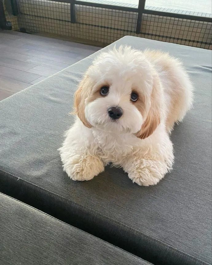 是骑士比熊敲可爱的修狗