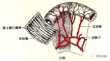 小腸系列空腸和迴腸的解剖