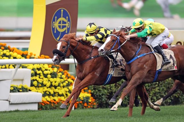 今日爆发351例,马场也中招,香港赛马能否坚守?