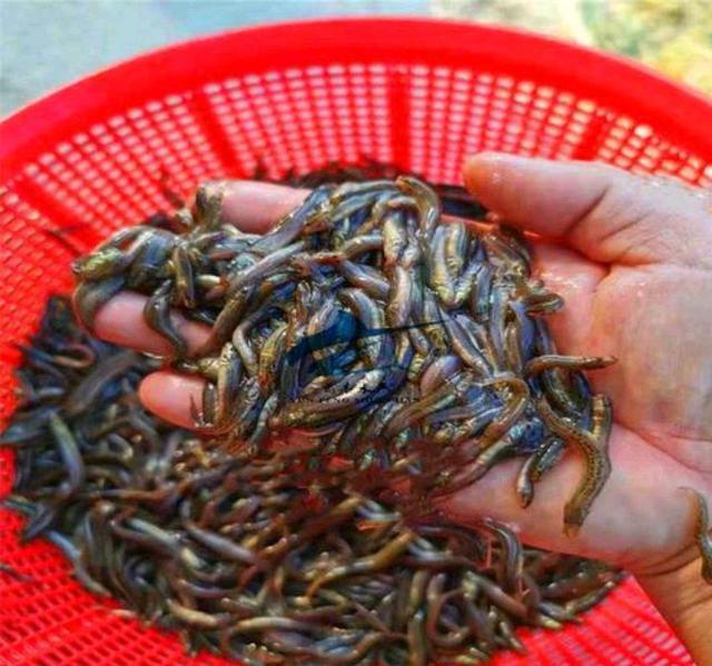 是人性的贪婪还是钓法错误泥鳅党为何屡禁不止