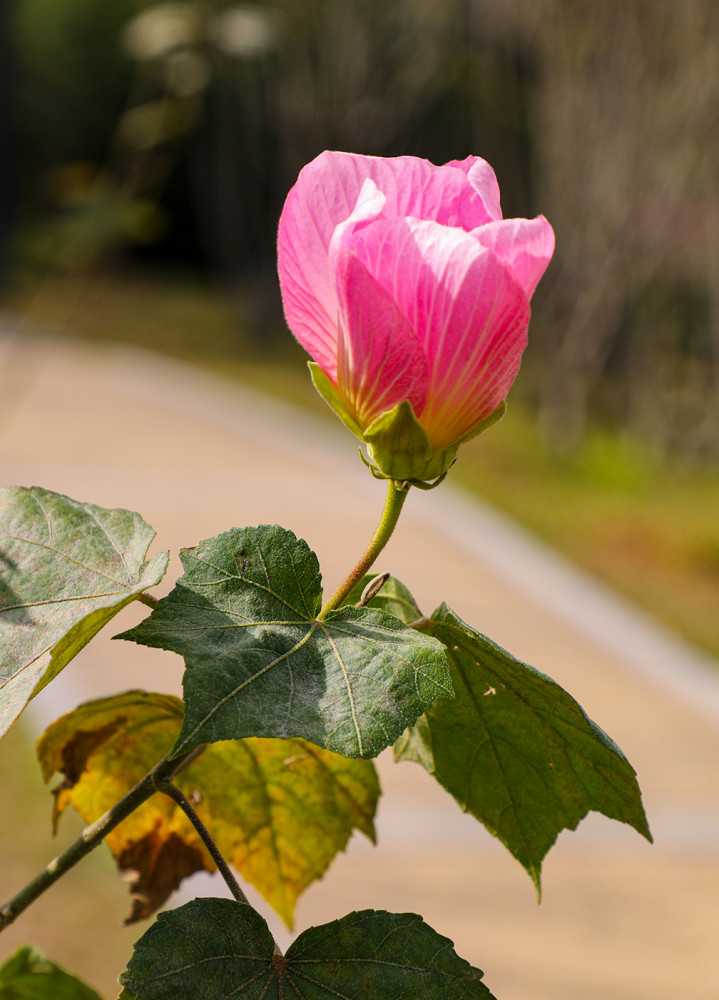 广州木芙蓉花期跨越阳历农历两年