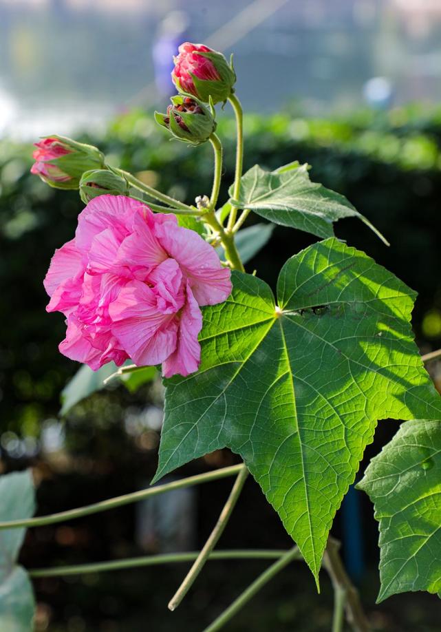 广州木芙蓉花期"跨年"盛开