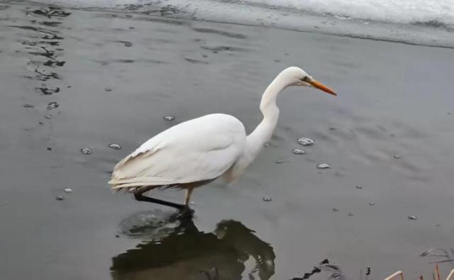 白色大鸟现身龙王塘 长腿长颈身姿优雅