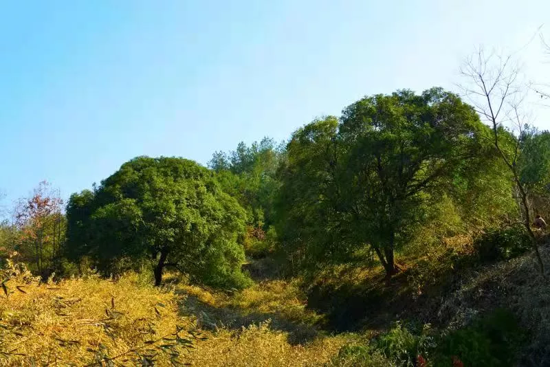 對面的小山包呈橢圓狀是龜地,另一個山包呈長條狀屬蛇地,