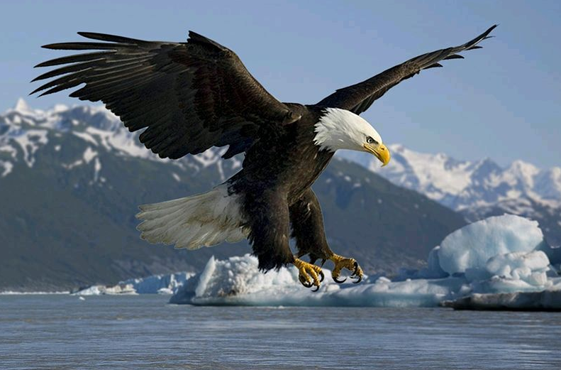 美國國鳥白頭海雕和波蘭白尾海雕誰的戰鬥力更強看它們的獵物