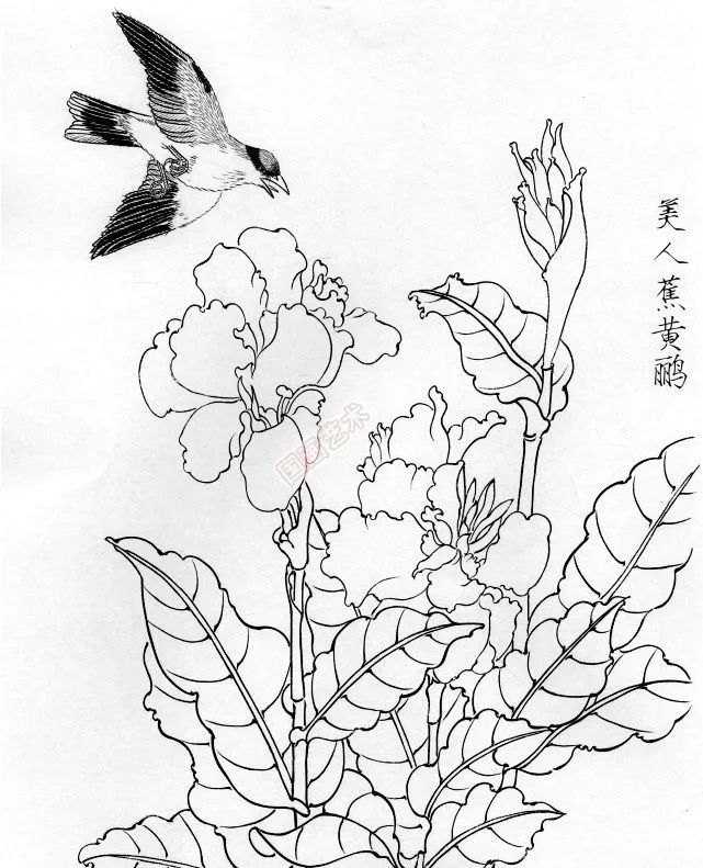 書畫聯盟丨一組白描花鳥畫稿25圖