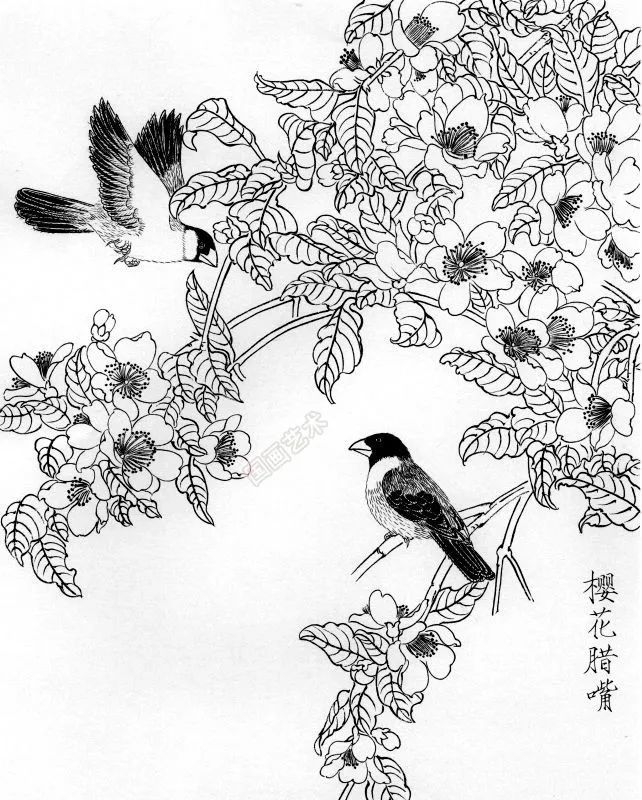 書畫聯盟丨一組白描花鳥畫稿25圖