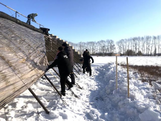 待棚內土地融化後,經過移栽,定株,分棚管理等各環節作業,角堇花