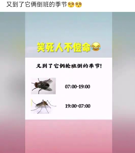 苍蝇蚊子轮班倒图片