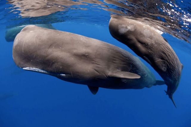 抹香鲸以大型乌贼和章鱼为食,而这些生物口中都有着坚韧的角质颚和舌