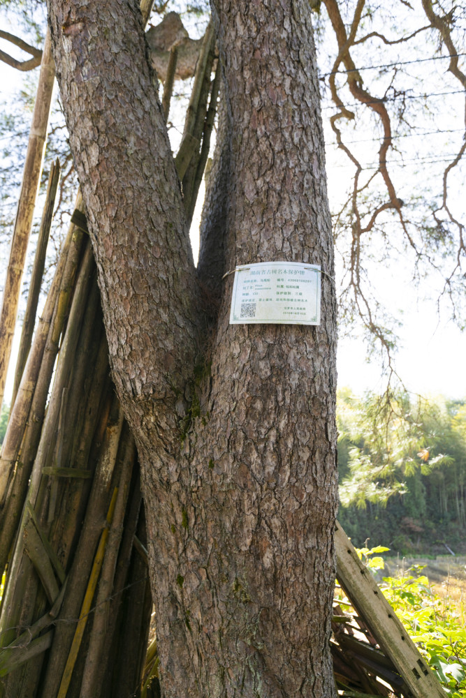 姿容秀美寻访汨罗唯一古马尾松