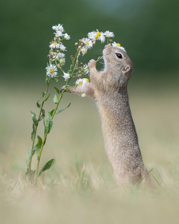 神奇小松鼠陶醉嗅花香神情似少女