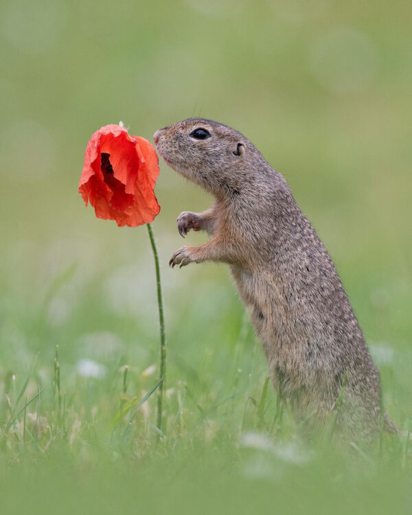 神奇:小松鼠"陶醉"嗅花香,神情似少女!