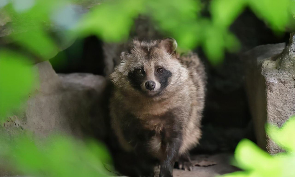 上海发现大量小野兽在景观池里抓鱼吃追着路人讨要食物