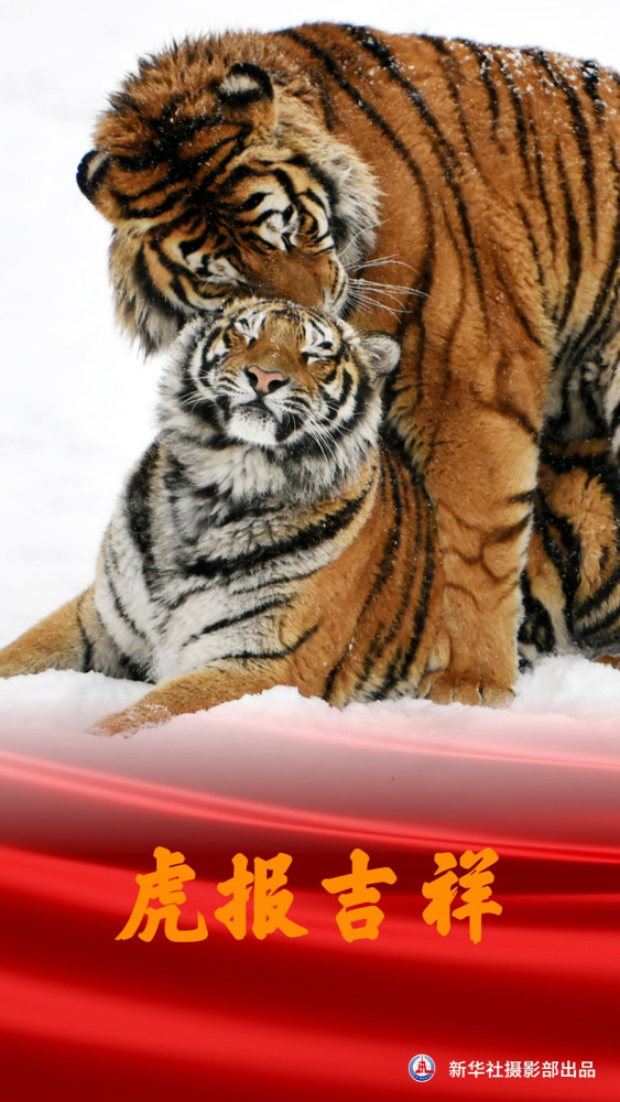 一起学说虎年吉祥话新华每日播报特刊