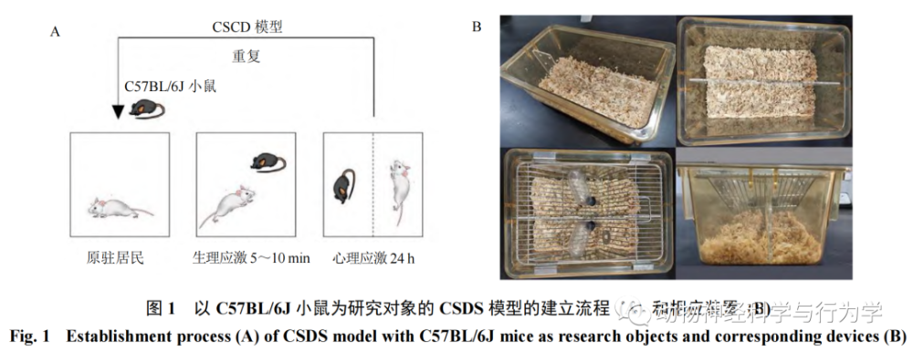 csds模型的建立選用6～8周齡的雄性c57bl/6j小鼠作為實驗動物,選用