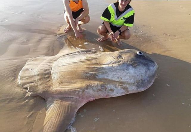 被吃了一半也不会反抗的翻车鱼,为何不会灭绝?太幸运了