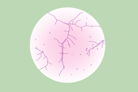 泥土清香的秘密——放线菌