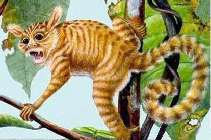 中国江苏发现的古猿化石彻底改写了人类起源史