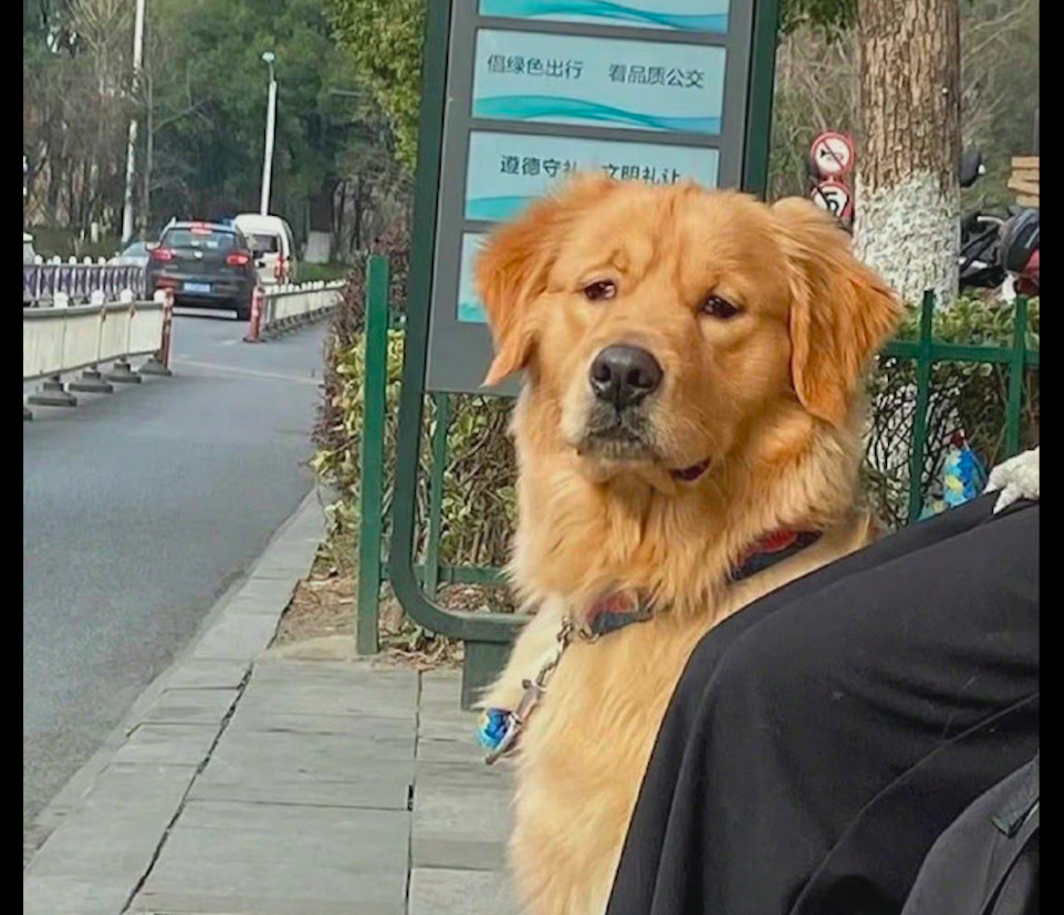 一隻金毛在站臺上等公交車表情看起來非常焦慮著急回家吃飯