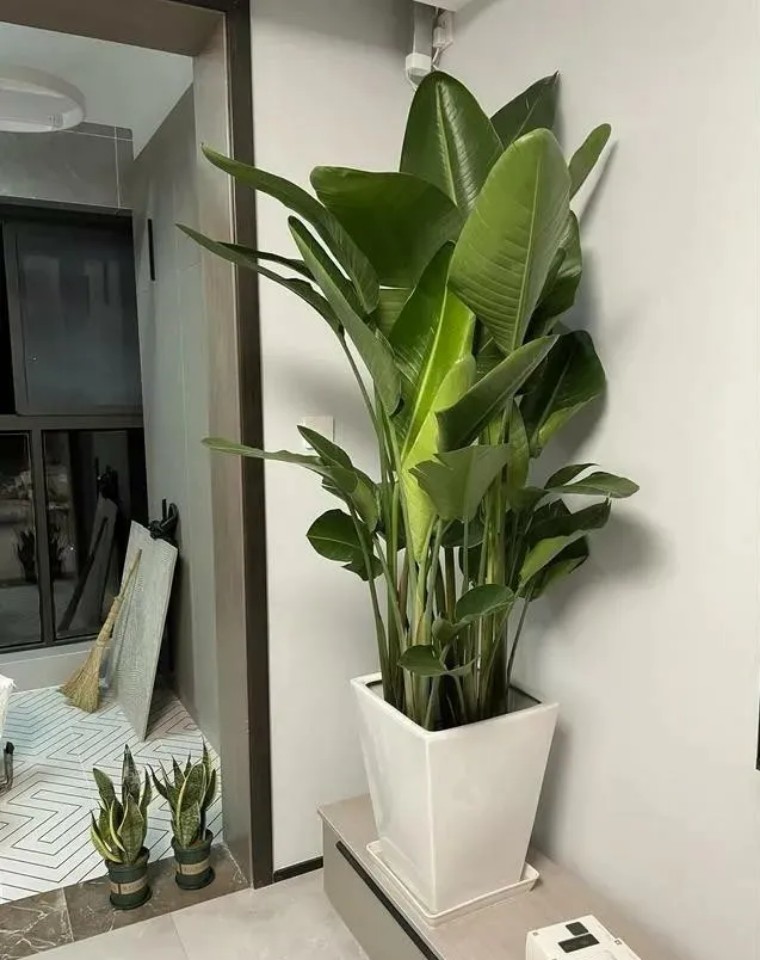 天堂鸟是绿植界的新兴"网红,搭配简约的盆器,极具北欧风情.