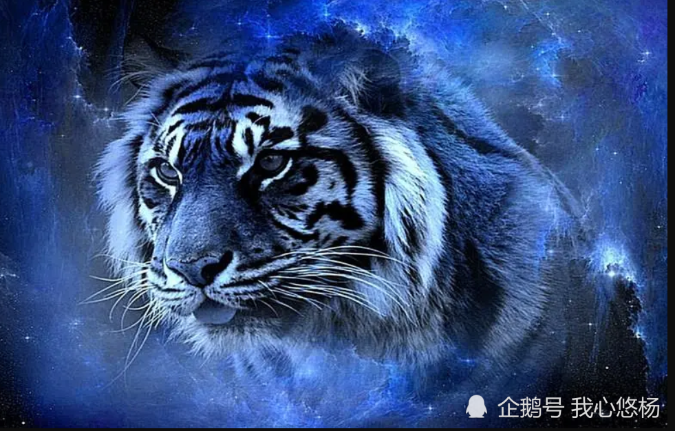 梦遇象虎之犬，解析梦境中的隐喻与深层含义