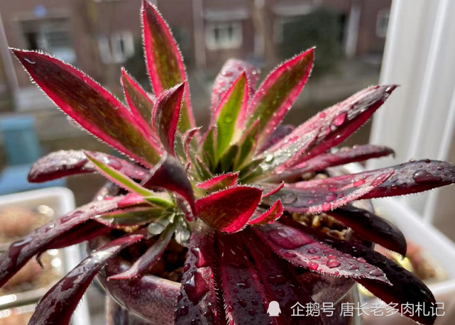 喜欢法师多肉的你还在养孔雀法师不如扔了养一棵孔雀锦惊鸿法师