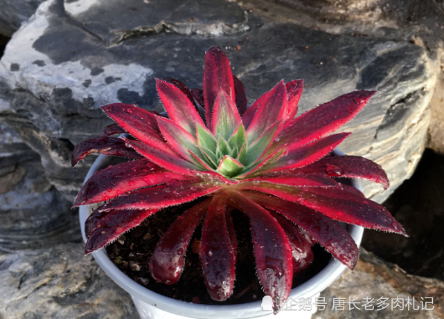 不如扔了养一棵孔雀锦惊鸿法师