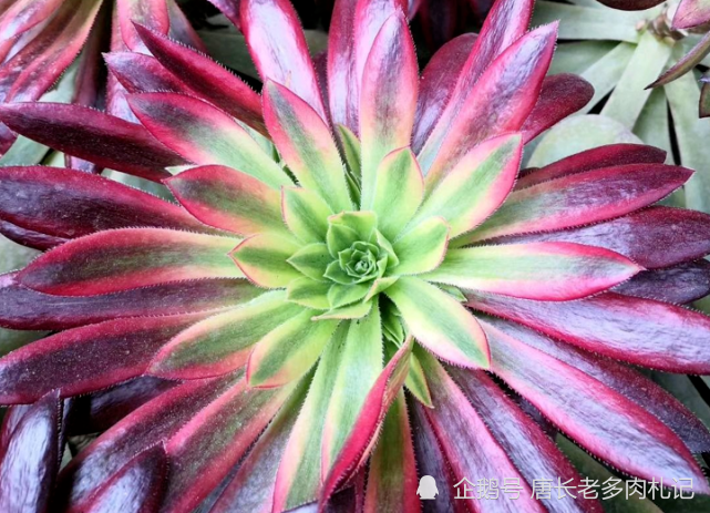 不如扔了养一棵孔雀锦惊鸿法师