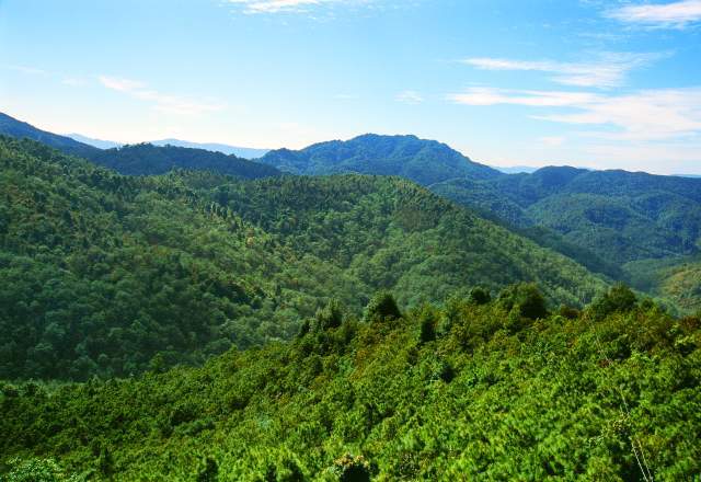 36999位林长合力守护林草资源|云南|弥勒市|云南省林业和草原局|红河