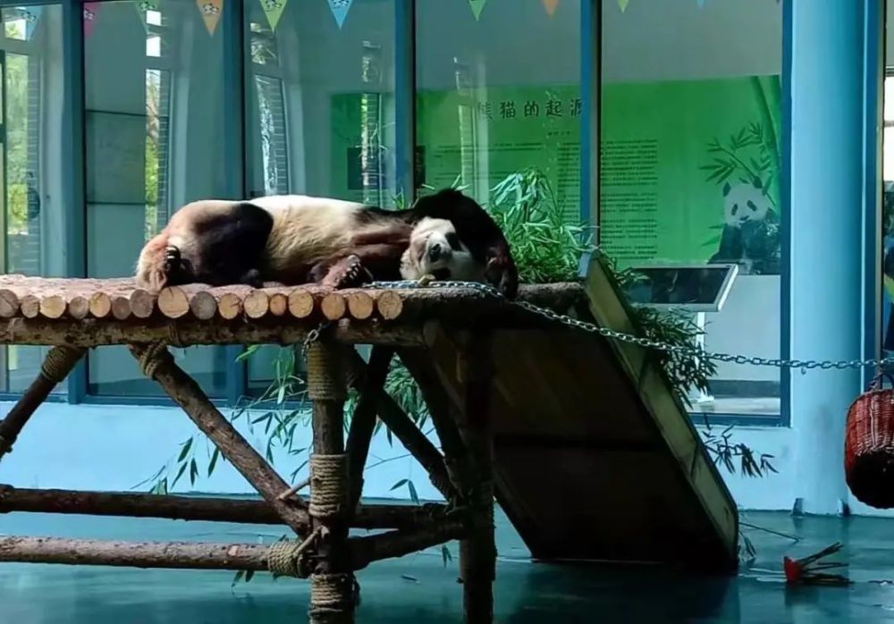 泰安首家鹿岛公园熊猫馆大年初一盛大开园门票免费送送送