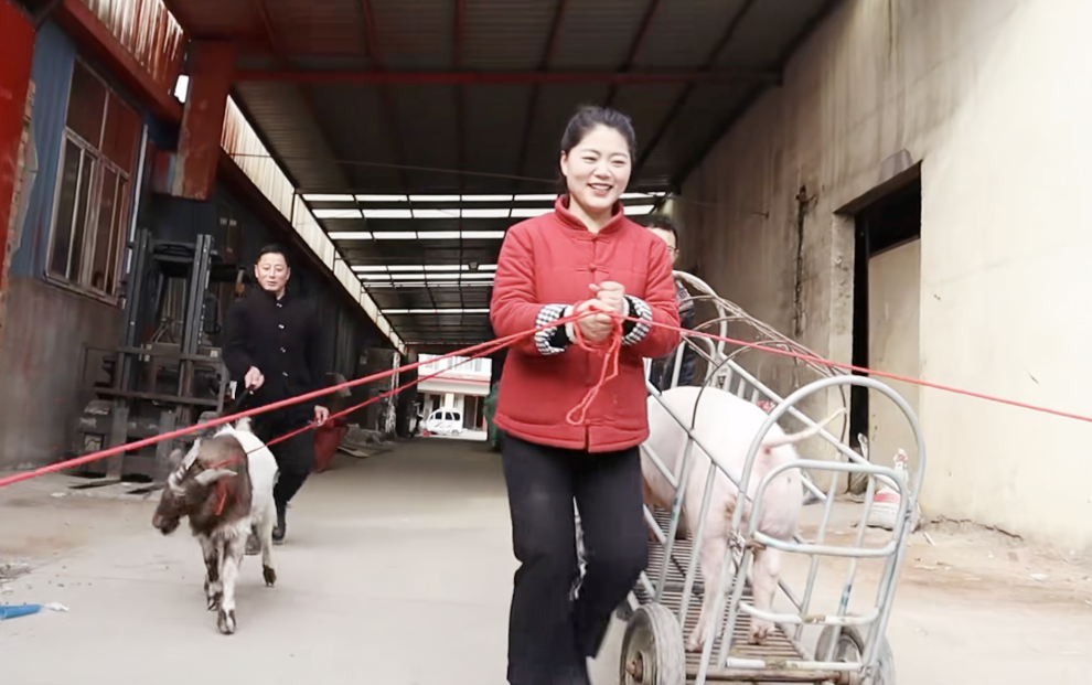 网红乡村小乔给员工发福利一等奖一头猪二等奖山羊一只